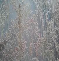 024 024 leichte Graeser